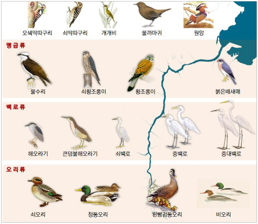 형산강 유역 조류 서식현황