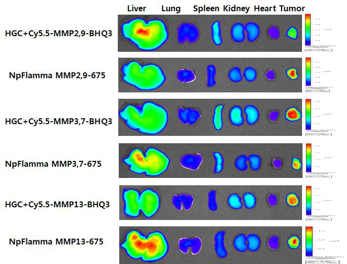 SCC7 종양 모델에서 생체 내 거동 24시간 후 단백질 분해효소 나노입자의 ex vivo 이미징.