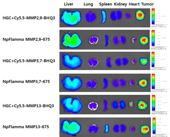 SCC7 종양 모델에서 생체 내 거동 7일 후 단백질 분해효소 나노입자의 ex vivo 이미징.