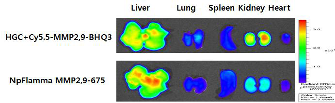 MDAMB468 간암 모델에서 생체 내 거동 24시간 후 단백질 분해효소 나노입자의 ex vivo 이미징.