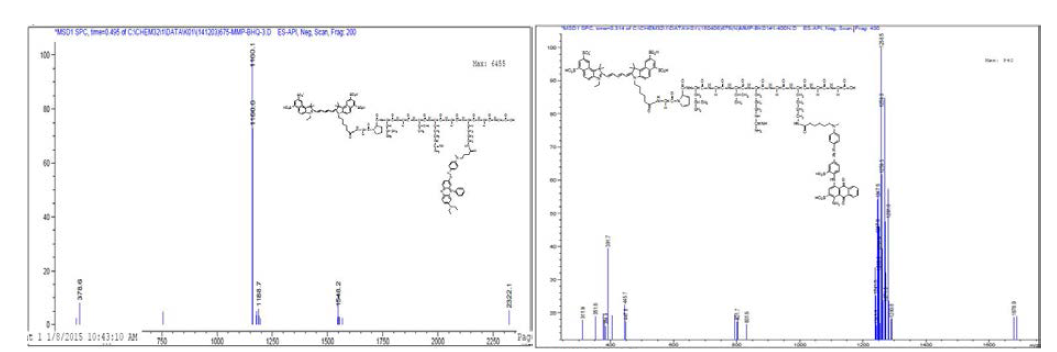 Cy5.5+(MMP-2,9 펩타이드)+(BHQ-3 (좌) 및 qFlamma Black K01(우)) 화합물의 LC/MS 분석.
