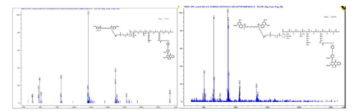Flamma 749/774+(MMP-2,9 펩타이드)+BK01 화합물의 LC/MS 분석.