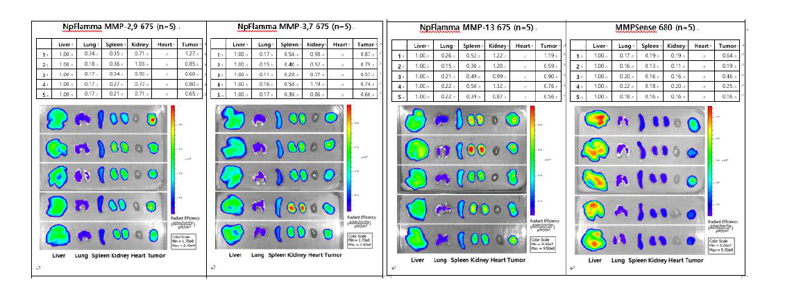 NpFlamma MMP-(2,9/3,7/13)-675 의 암 축적 효율 검증