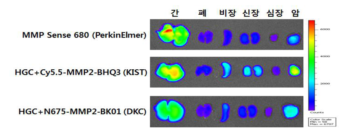 SCC7 종양 모델에서의 단백질 분해효소 특이 근적외 나노입자의 ex vivo 이미징.