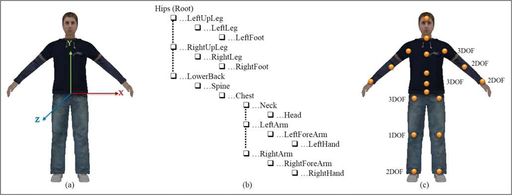 (a) Avatar Coordinate System (b) Joint Hierarchy (c) Joint DOF