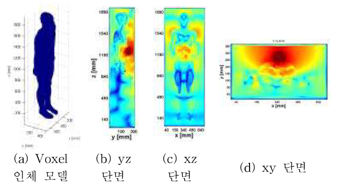 Voxel 인체 모델과 각단면에 대한 인체 내부의 전자파 흐름