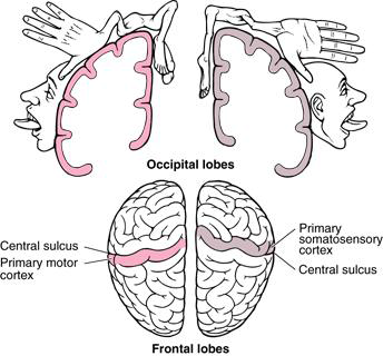 homunculus cortex