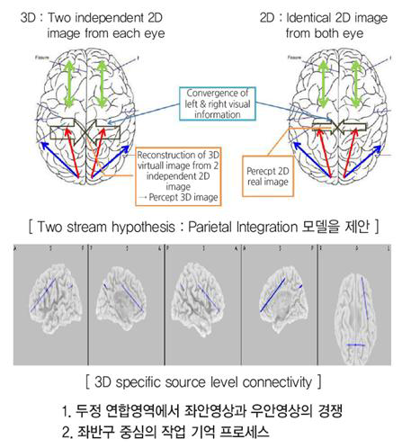 제안한 3D 시각모델과 정합되는 Source level Connectivity 추출 결과