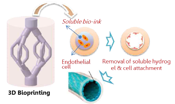 가용성 바이오 잉크 (Water soluble bio-ink)를 이용한 혈관 유사 구조체 제작 방안.