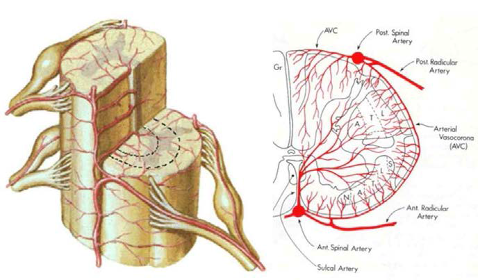 척수의 혈관 구조.
