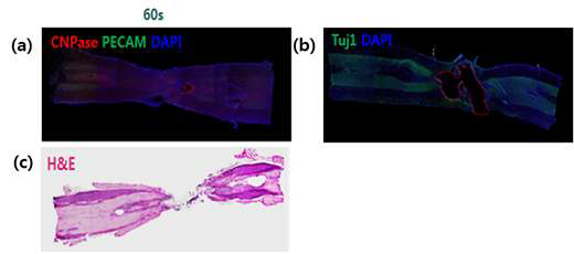 척수손상 동물 모델의 조직학 면역형광염색(a, b), H&E염색(c).