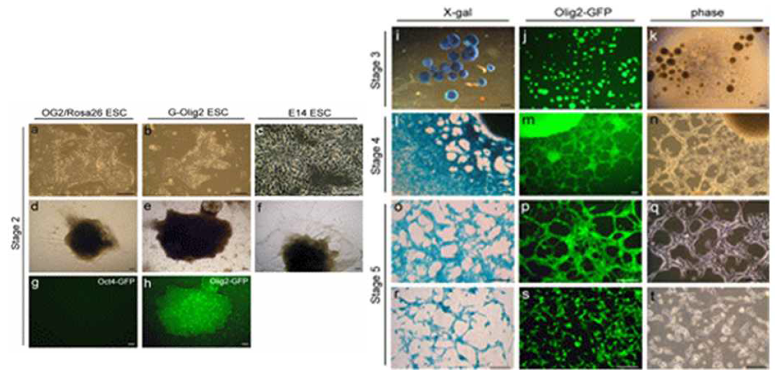 마우스 배아줄기세포 (OG2/Rosa26, G-Olig2, E14)에서 유전자 조작없이 neural rosette(stage 2), neural colony(stage 3) 그리고 neural aggregate(stage 4)을 거쳐 신경줄기세포 (stage 5)를 derivation 하였음.