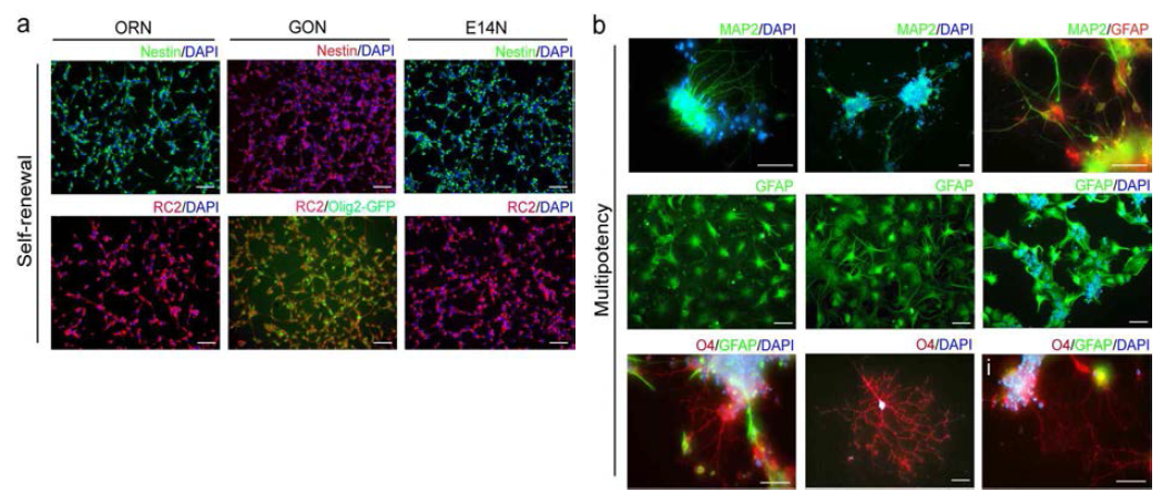 마우스 배아줄기세포에서 분화된 신경줄기세포의 마커단백질 Nestin, RC2를 면역형광염색기법으로 확인하였으며, 신경세포, 성상교세포, 희소돌기아교세포로 분화시킨 후 각 세포의 특이적 마커(신경세포 Tuj1, 성상교세포 GFAP, 희소돌기아교세포 O4)로 염색하였음.
