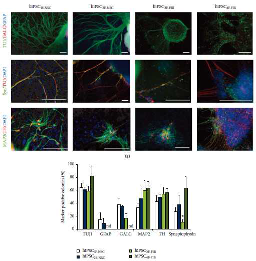 1-4개 전사인자를 사용한 인간역분화줄기세포의 신경세포 분화효율 분석.