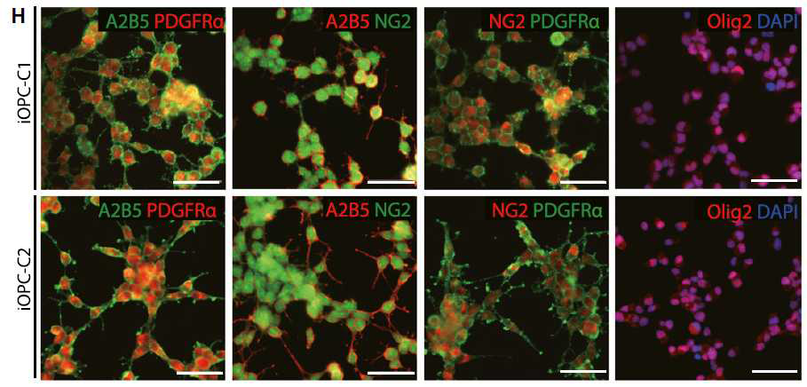 제작된 iOPC의 특이적 마커(PDGFRα, A2B5, NG2, Olig2) 단백질 발현을 면역형광염색기법으로 확인.