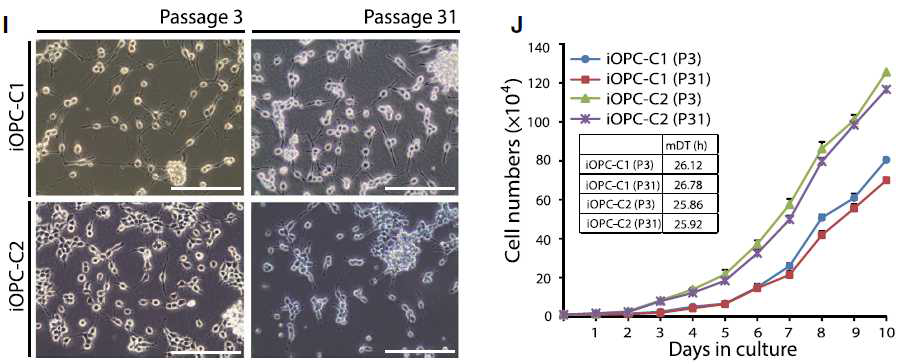 체세포로부터 제작한 iOPC의 세포성장주기 측정을 통하여 자가재생능 확인.