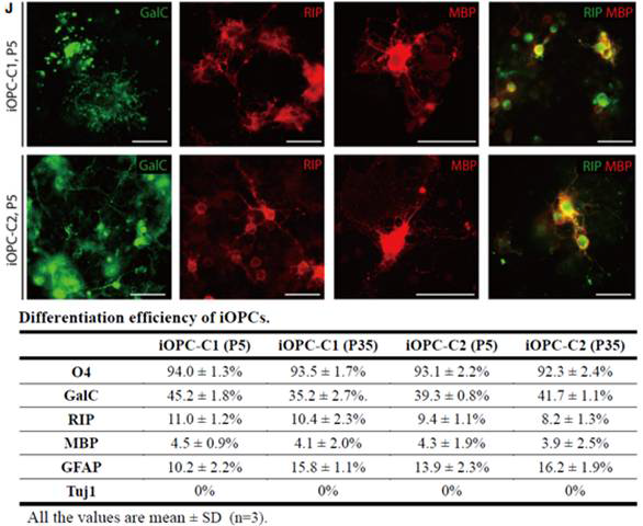 분화된 성숙한 희소돌기아교세포의 특이적 마커단백질(GalC, RIP, MBP) 발현 확인 및 분화효율 확인.