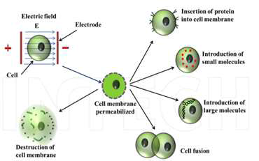 전기적 자극에 따른 세포의 변화 유도.