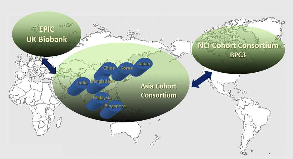 Asia Cohort Consortium (ACC) - 코호트 협동 연구의 예