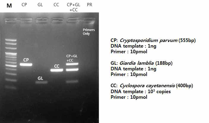 원충 3종에 대한 Single PCR 결과