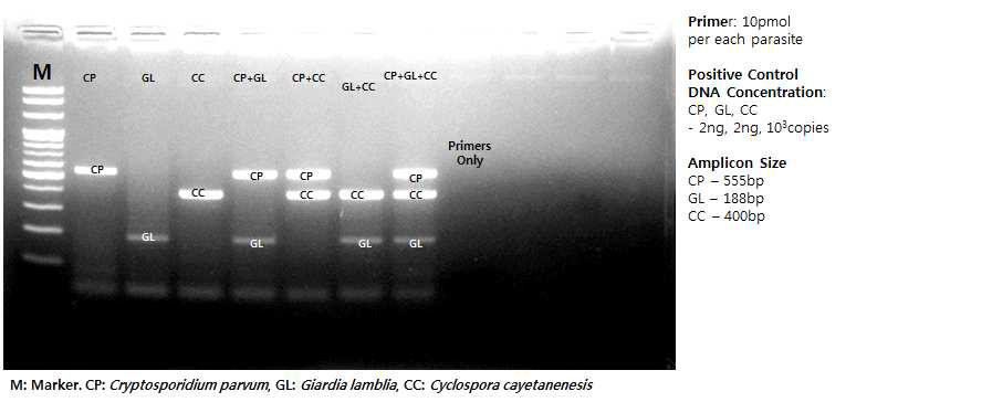 원충 3종의 primer mixture를 이용한 Multiplex PCR 결과