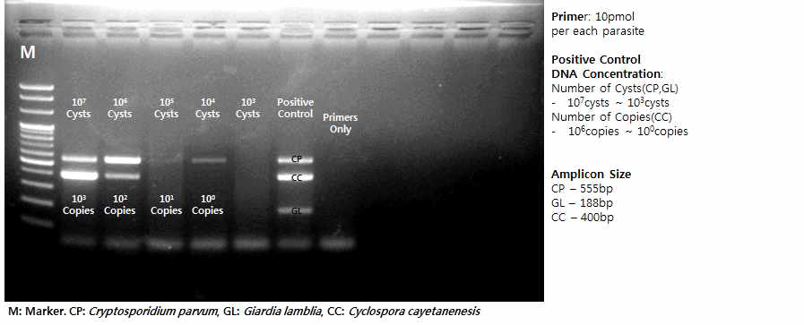 작은와포자충(Cp)과 원포자충(Cc) 두 종에 대한 검출한계 확인3)