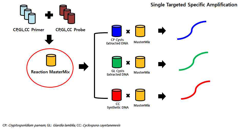 Multiplex real-time PCR 프라이머 & 프로브 증폭곡선 확인을 위한 실험계획