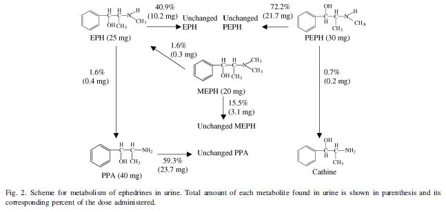 Scheme for metabolism of ephedrines in urine