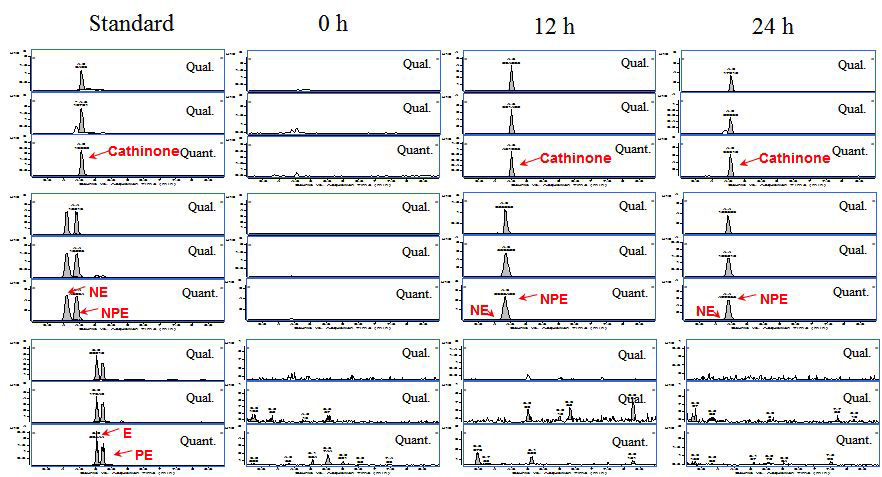 In vivo metabolism of khat extract in rat