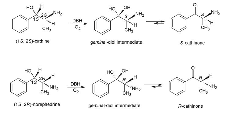 Proposed mechanism showing the formation of (S)-cathinone from (1S,2S)-cathine and (R)-cathinone from (1S,2R)-norephedrine. DBH, dopamine β-hydroxylase.