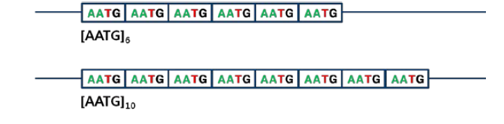 2번 염색체에 존재하는 TPOX라는 STR 부위의 예