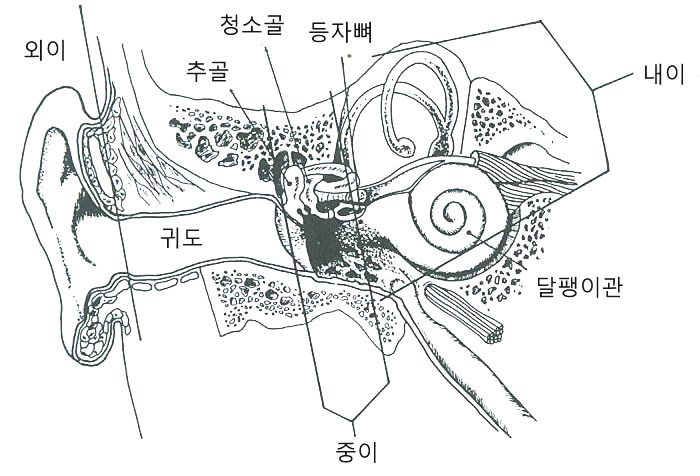 귀의 구조