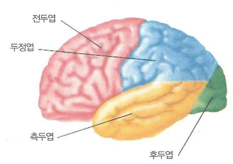 대뇌피질의 구조