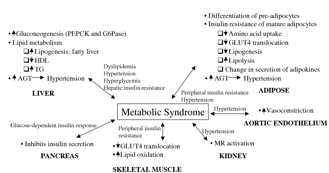 대사증후군 관련 생리적 기전 (Wang, Nutrition & Metabolism 2005 2:3)