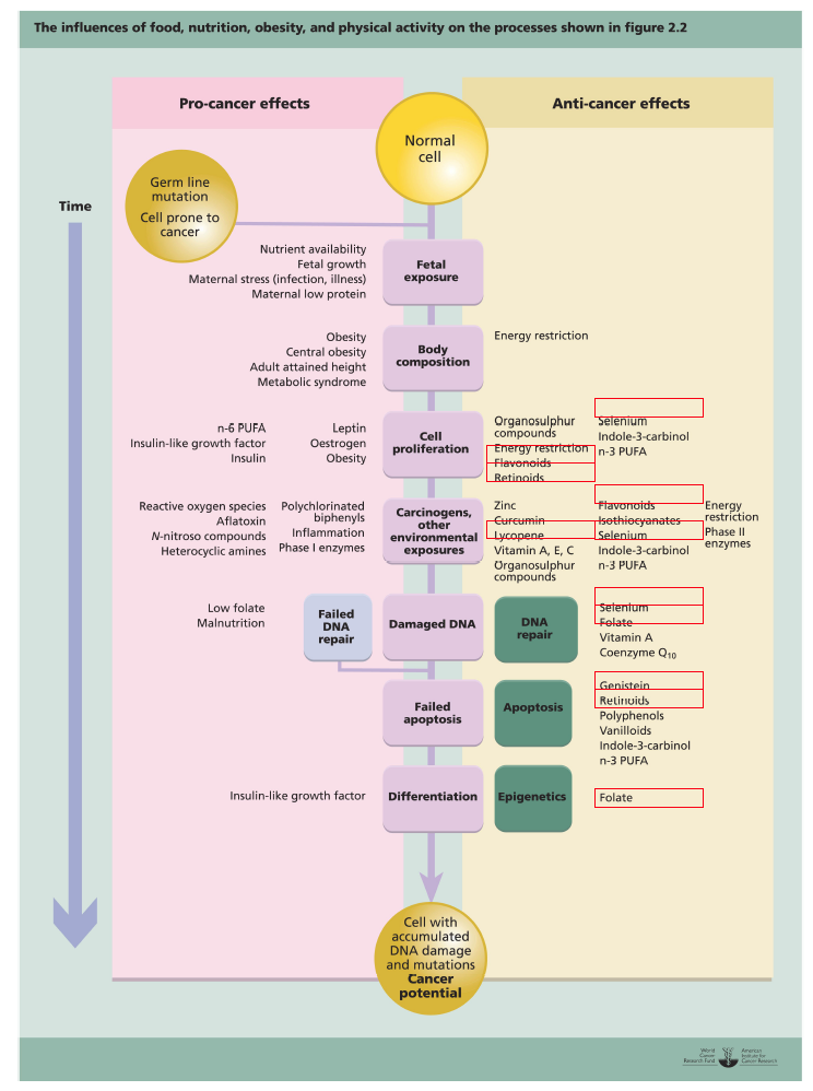 The influences of food nutrition obesity physical activity on the process