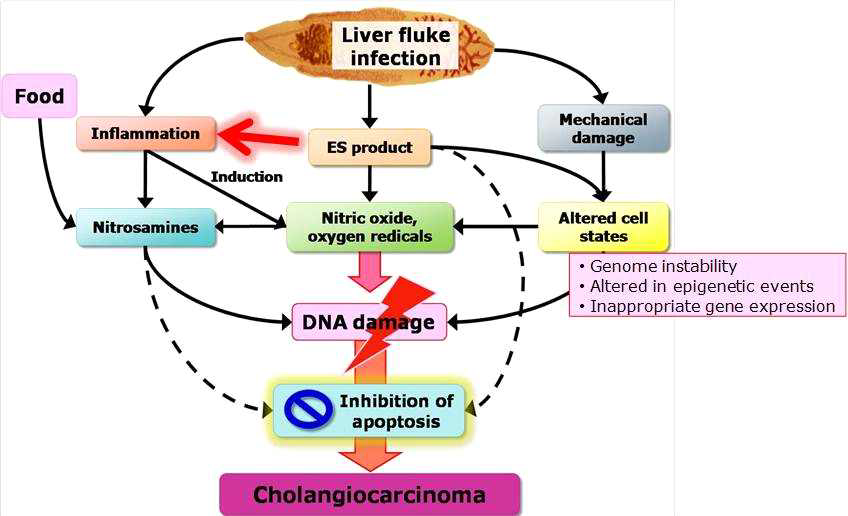 Cholangiocarcinoma mechanism caused by C. sinensis chronic infection