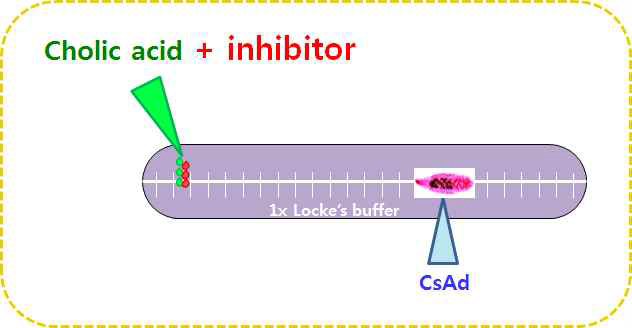 A modified inhibitor assay in the trough of chemotaxis chamber.