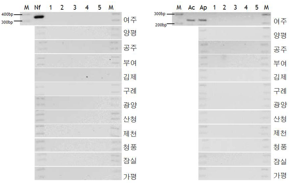 (왼쪽)및 Acanthprimer(오른쪽)를 이용한 환경수계 자유생활아메바의 PCR 결과