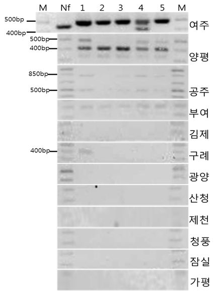 Nf-ITSprimer를 이용한 환경수계 표본들의 PCR 결과.