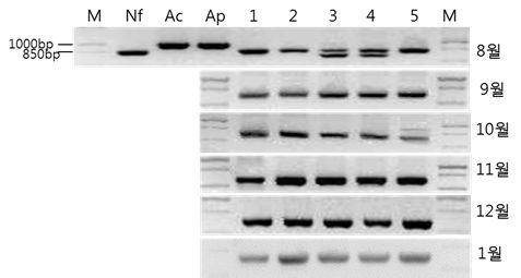 P-FLA primer를 이용한 여주지역 월별표본의 PCR 결과