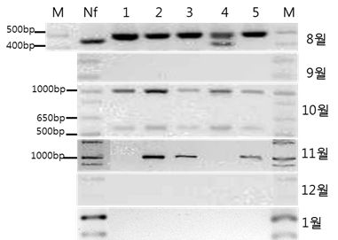 Nf-ITSprimer를 이용한 환경수계 표본들의 PCR 결과.
