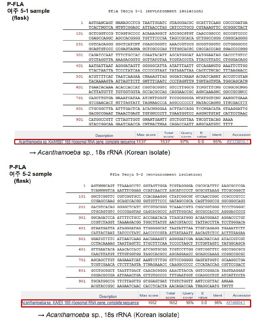 여주지역에서 분리 배양하고 있는 자유생활아메바를 P-FLA primer를 이용한 PCR법으로 확인한 18S-rRNA 염기서열과 상동성 탐색