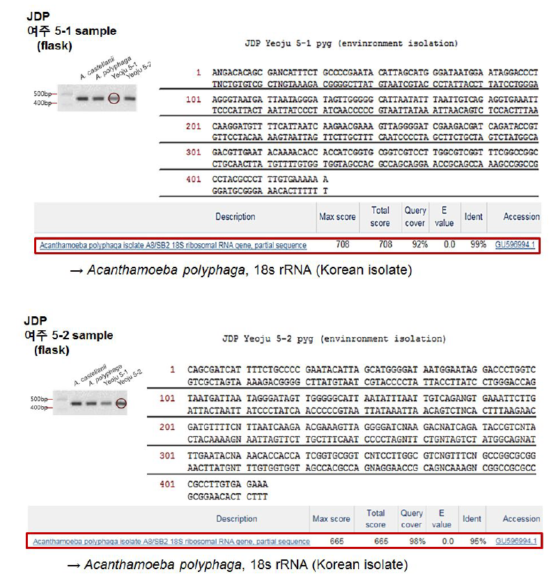 여주지역에서 분리 배양하고 있는 자유생활아메바를 JDPprimer를 이용한 PCR법으로 확인한 18S-rRNA 염기서열과 상동성 탐색