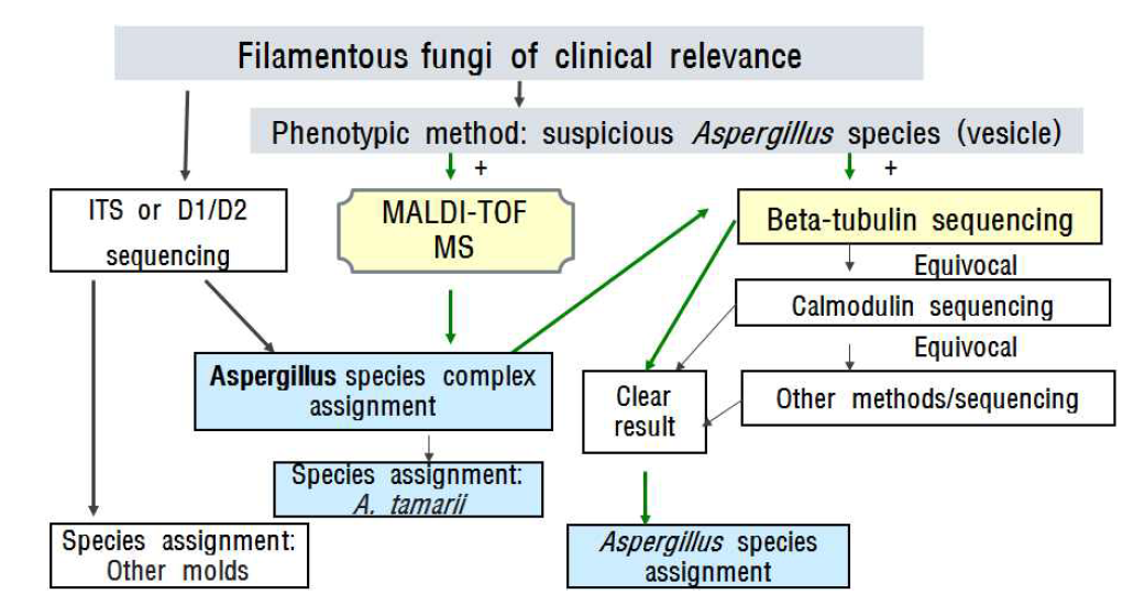 The proposed algorithm for identification of Aspergillus species of clinical relevance