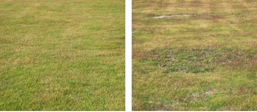 잔디 균일도가 높은 잔디밭(좌)과 균일도가 낮은 잔디밭(우)