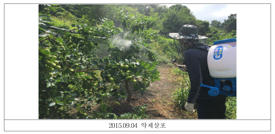 포장 2 (진주) 약제조제 및 약제처리 사진