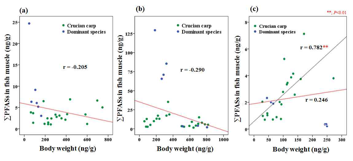 Correlation between body weight and PFASs concentrations in the muscle of crucian carp; (a) Namhan river, (b) Nakdong river, (c) Yeongsan river