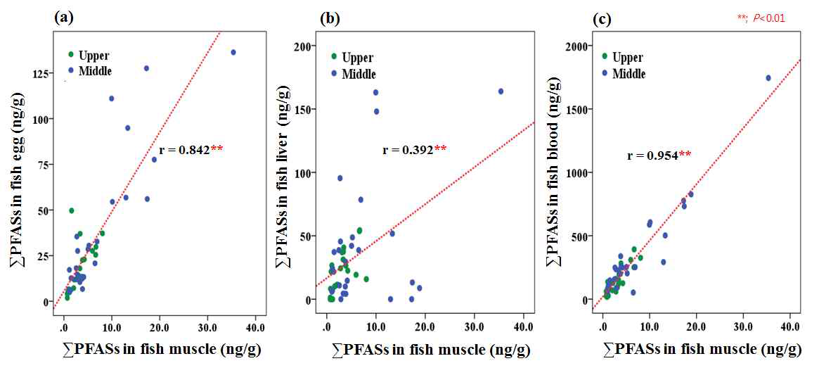 Correlation between fish muscle and other fish tissue of PFASs concentration; (a) ΣPFASs in fish muscle vs ΣPFASs in fish egg, (b) ΣPFASs in fish muscle vs ΣPFASs in fish liver (c) ΣPFASs in fish muscle vs ΣPFASs in fish blood