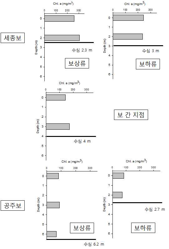 보 상하류 및 보 중간 지점에서의 클로로필 농도의 수직 분포