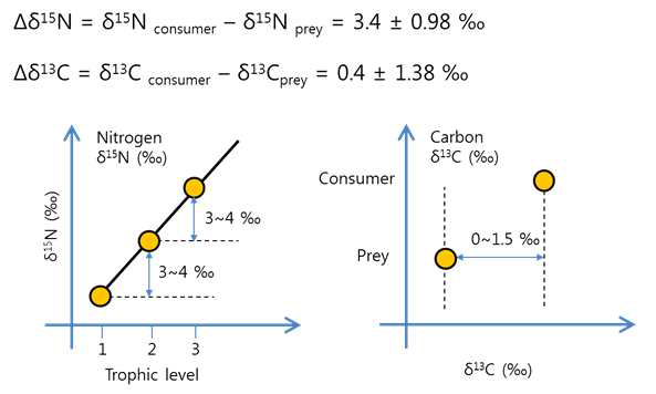 영양단계와 먹이원 추정을 위한 질소, 탄소 안정동위원소비의 활용과 범위